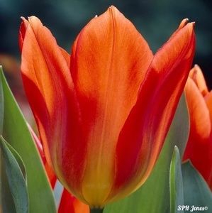 Meet your Posher, Suzan